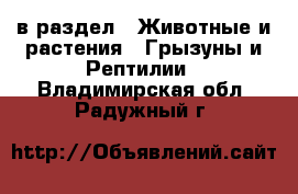  в раздел : Животные и растения » Грызуны и Рептилии . Владимирская обл.,Радужный г.